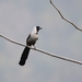 Collared Treepie - Photo (c) Brodie Cass Talbott, some rights reserved (CC BY-NC), uploaded by Brodie Cass Talbott