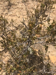 Searsia divaricata