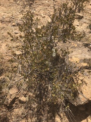Searsia divaricata