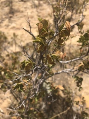 Searsia divaricata