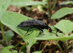 Creophilus oculatus