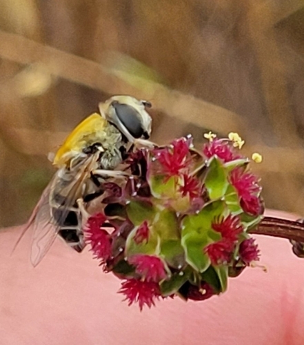 Yellow-shouldered Drone Fly