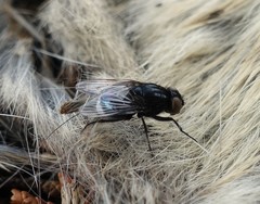 Australophyra rostrata