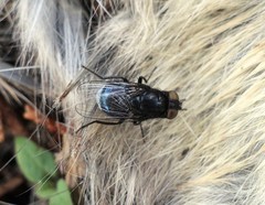 Australophyra rostrata