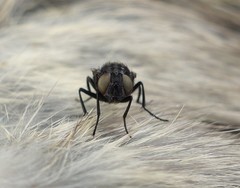 Australophyra rostrata