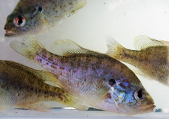 Lepomis humilis