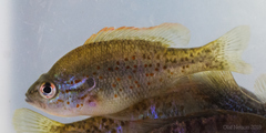 Lepomis humilis