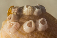 Amphibalanus venustus