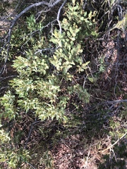 Euclea crispa ovata