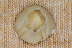 Amphibalanus venustus image