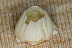 Amphibalanus venustus