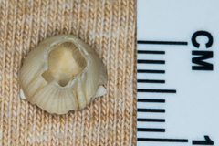 Amphibalanus venustus