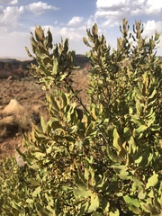 Euclea crispa ovata