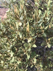Euclea crispa ovata