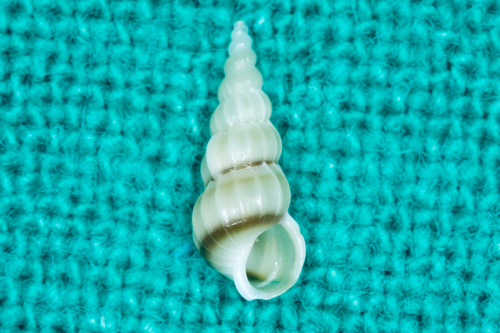 brown-band wentletrap