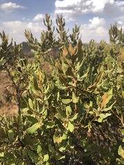 Euclea crispa ovata