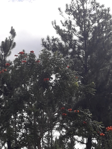 African tulip tree
