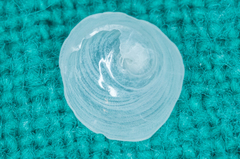 Calyptraea centralis