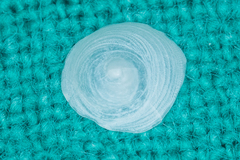 Calyptraea centralis