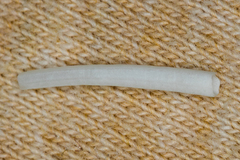 Scaphopoda
