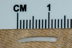 Scaphopoda