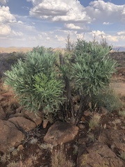 Cussonia paniculata paniculata