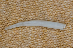 Scaphopoda