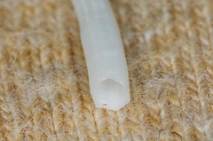 Scaphopoda