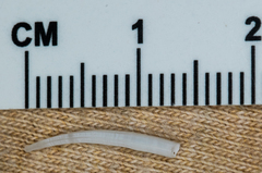 Scaphopoda