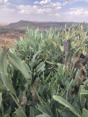 Cussonia paniculata paniculata