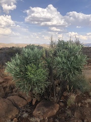 Cussonia paniculata paniculata