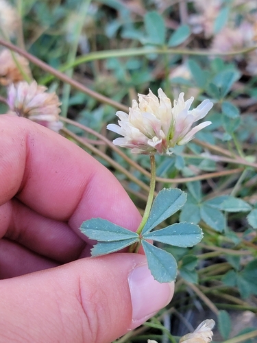 Image of Lemmon's Clover (Trifolium lemmonii) by (c) Colin J Pryor, some rights reserved (CC BY)