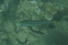 Stethojulis balteata