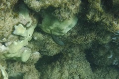 Stethojulis balteata