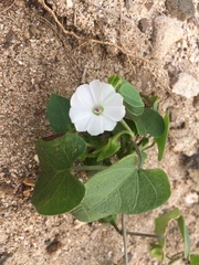Ipomoea biflora