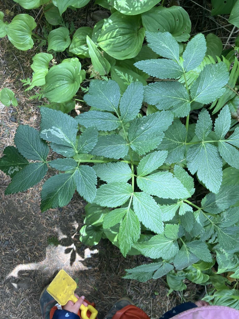 Phytomyza archangelicae
