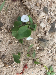 Ipomoea biflora