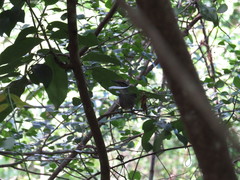 Pheugopedius maculipectus