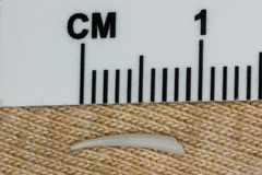 Scaphopoda