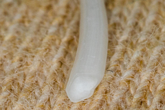 Scaphopoda