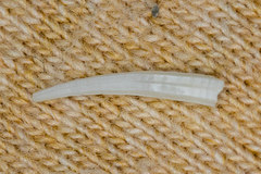 Scaphopoda