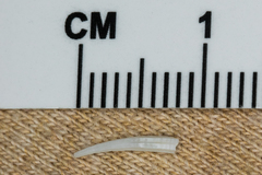 Scaphopoda