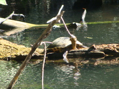 Trachemys ornata