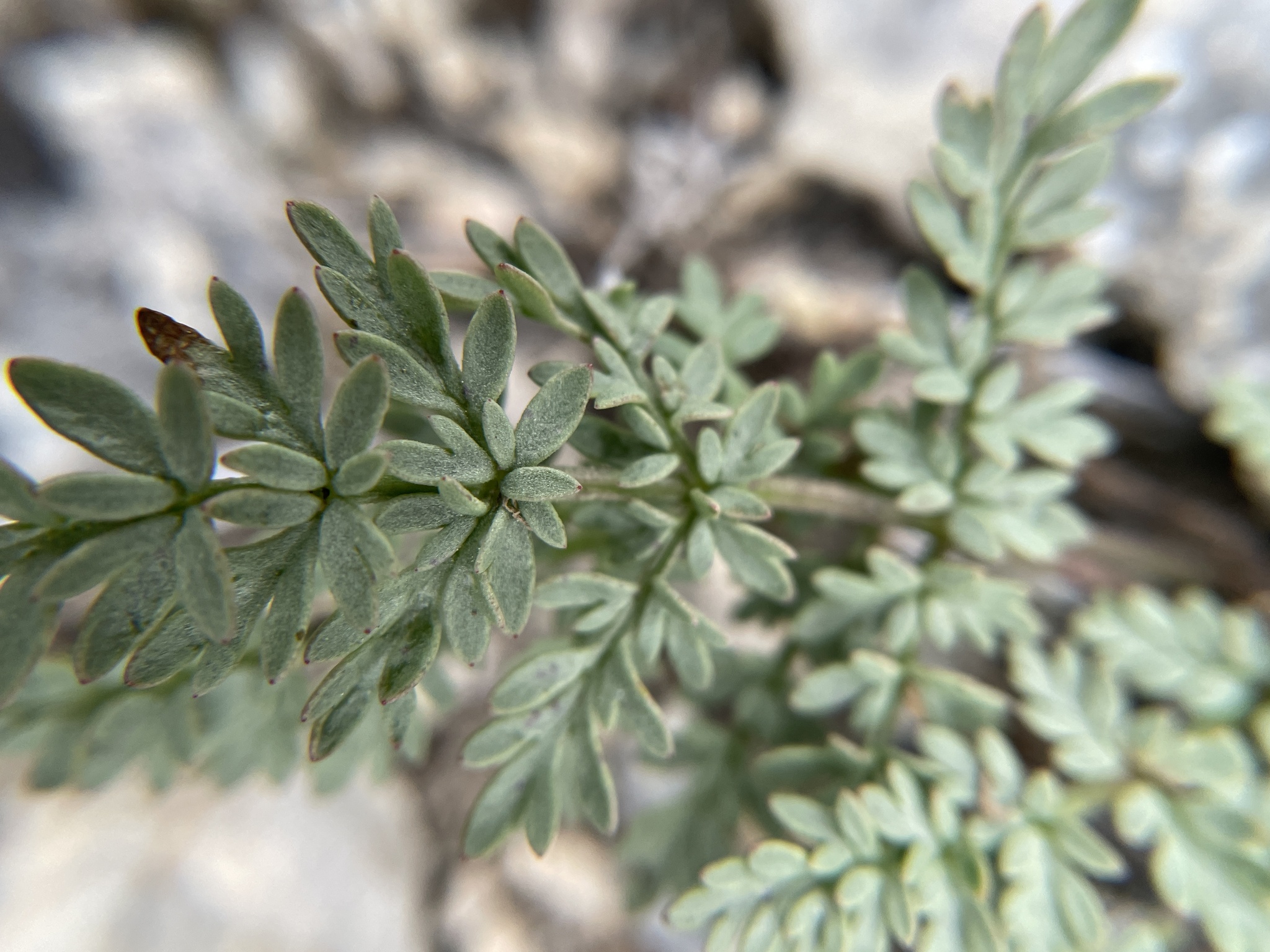 Lomatium attenuatum