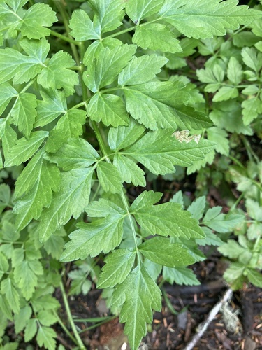 Phytomyza oenanthoides