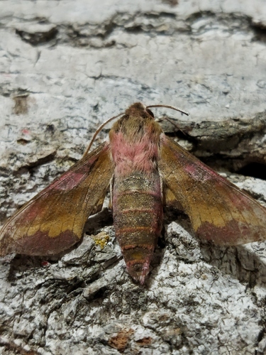 Small Elephant Hawkmoth photo 3