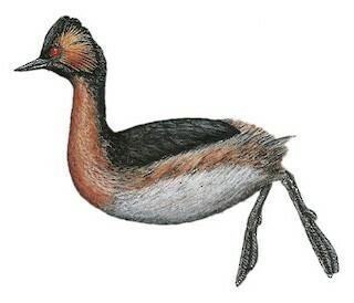 Colombian Grebe (Podiceps andinus) photo