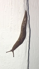 Ambigolimax