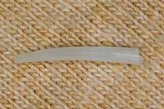 Scaphopoda
