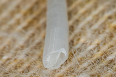 Scaphopoda